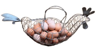 Poules élevées en plein air